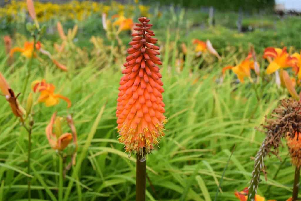Kniphofia 'Alcazar' ---